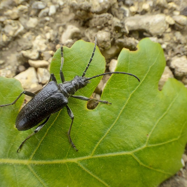 Stenocorus quercus - tölgy-gyökércincér