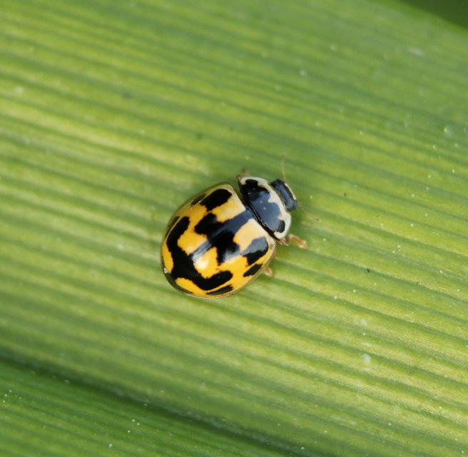 Propylea quatuordecimpunctata - tizennégypettyes füsskata