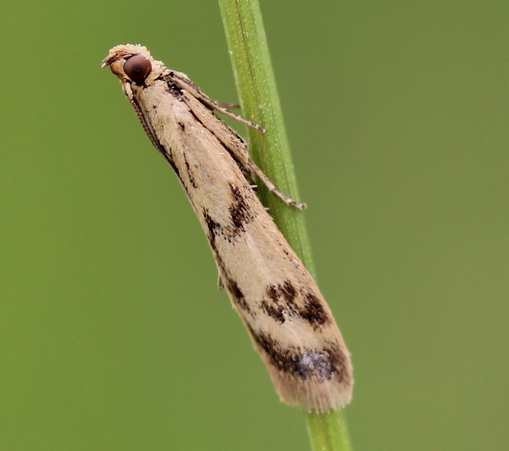 Homoeosoma sinuella - agyagsárga karcsúmoly