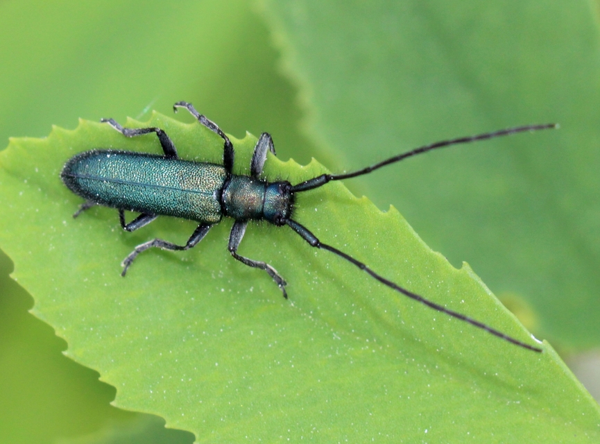 Agapanthia violacea - kék somkórócincér