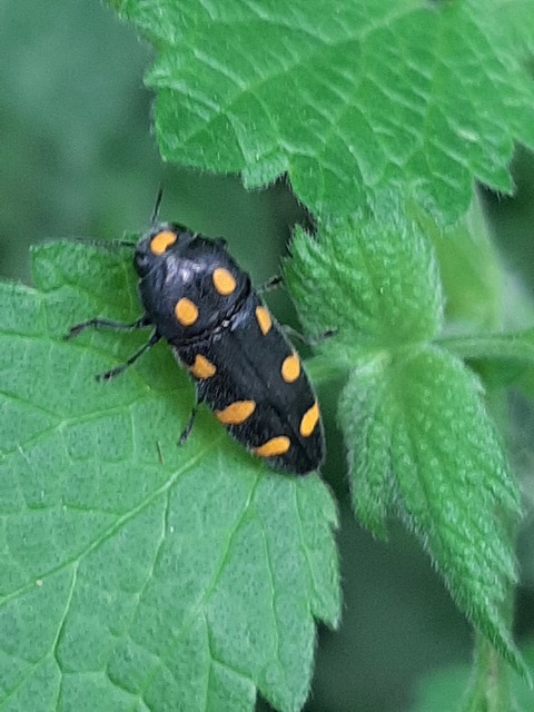 Ptosima undecimmaculata - sárgafoltos díszbogár