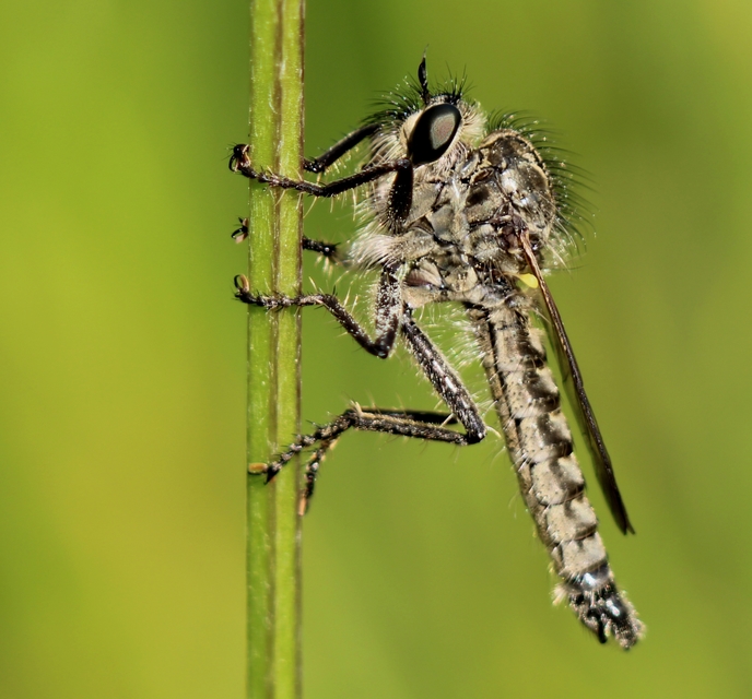 Dysmachus praemorsus