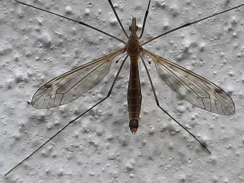 Tipula
