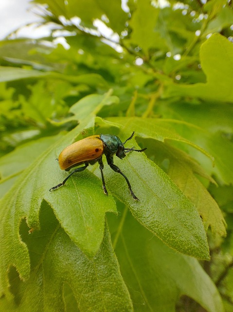 Labidostomis Labidostomis