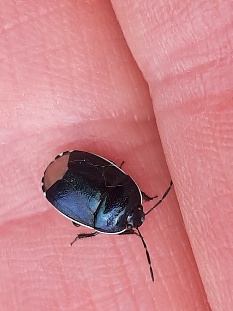 Canthophorus