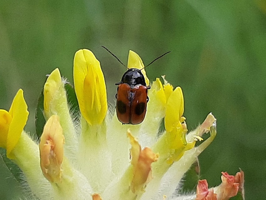 Cryptocephalus bipunctatus - kétpettyes zömökbogár