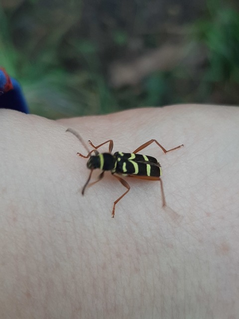 Clytus arietis - közönséges darázscincér