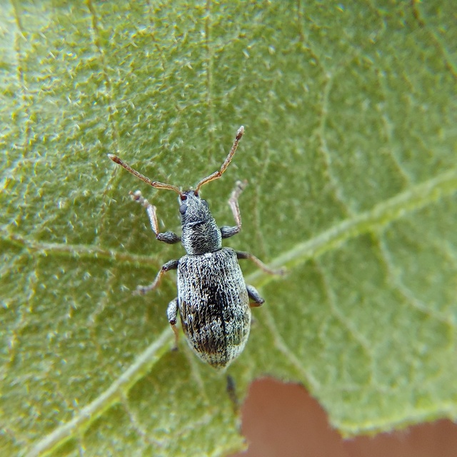 Oedecnemidius varius - tarka tölgyormányos