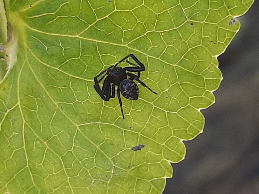 Synema globosum/ornatum