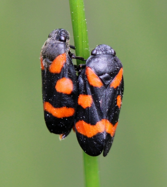 Cercopis arcuata/sanguinolenta