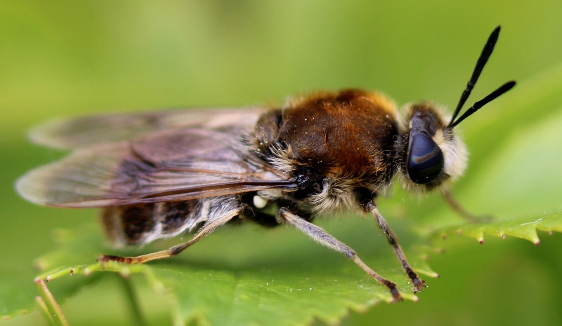 Stratiomys longicornis - hosszúcsápú katonalégy