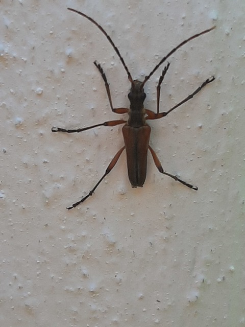 Stenocorus meridianus - fűz-gyökércincér