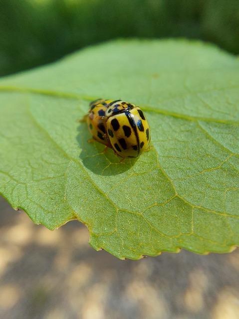 Propylea quatuordecimpunctata - tizennégypettyes füsskata
