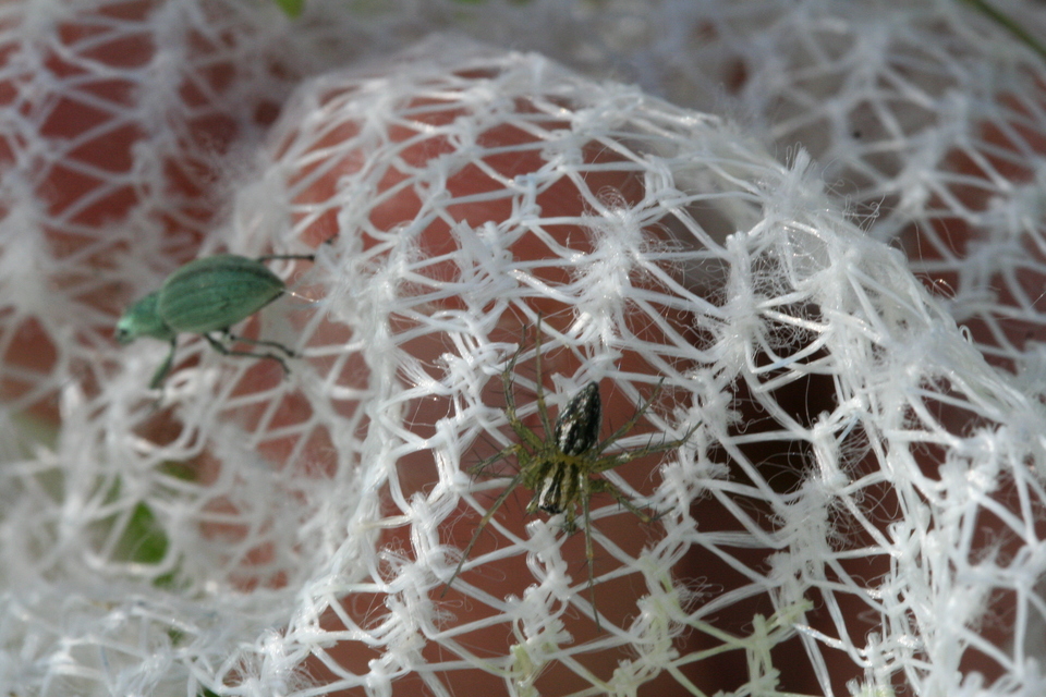 Oxyopes lineatus