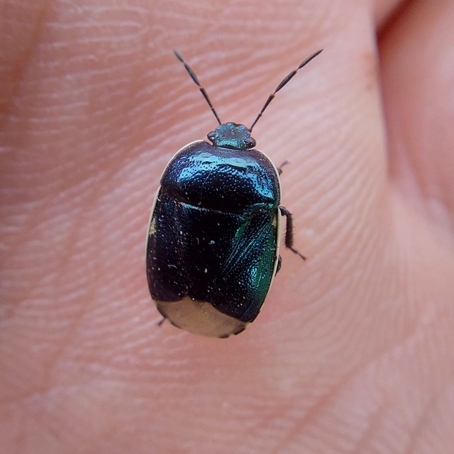 Canthophorus