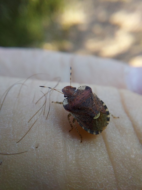 Dyroderes umbraculatus Dyroderes umbraculatus