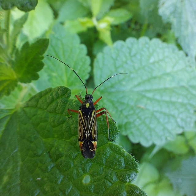 Miris striatus - sávos mezeipoloska