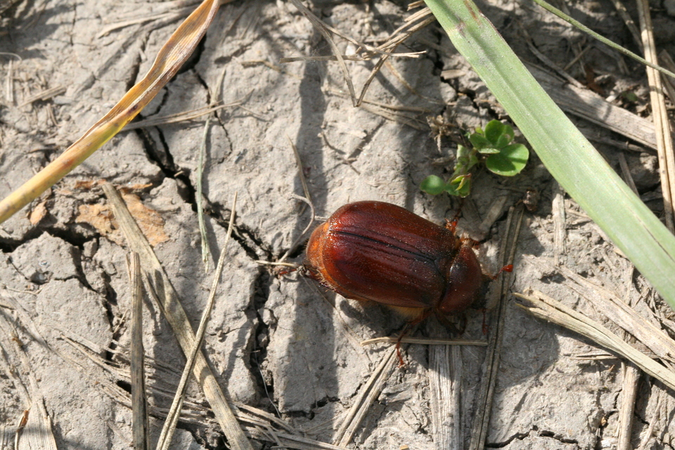 Holochelus aequinoctialis - tavaszeleji cserebogár
