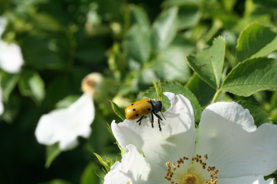 Lachnaia sexpunctata - szőrösnyakú zsákhordóbogár
