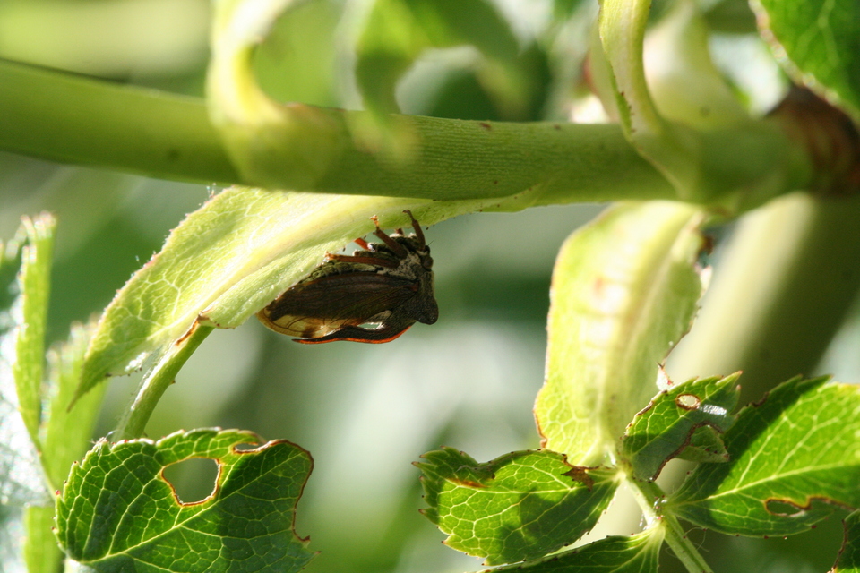 Centrotus cornutus - szarvaskabóca