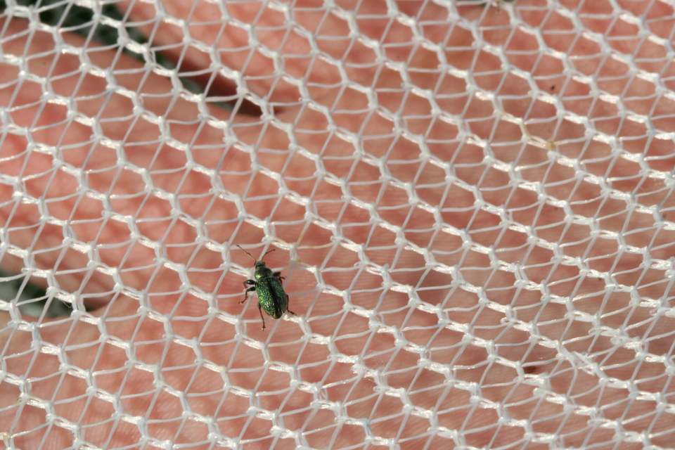 Phyllobius betulinus - változékony levélormányos