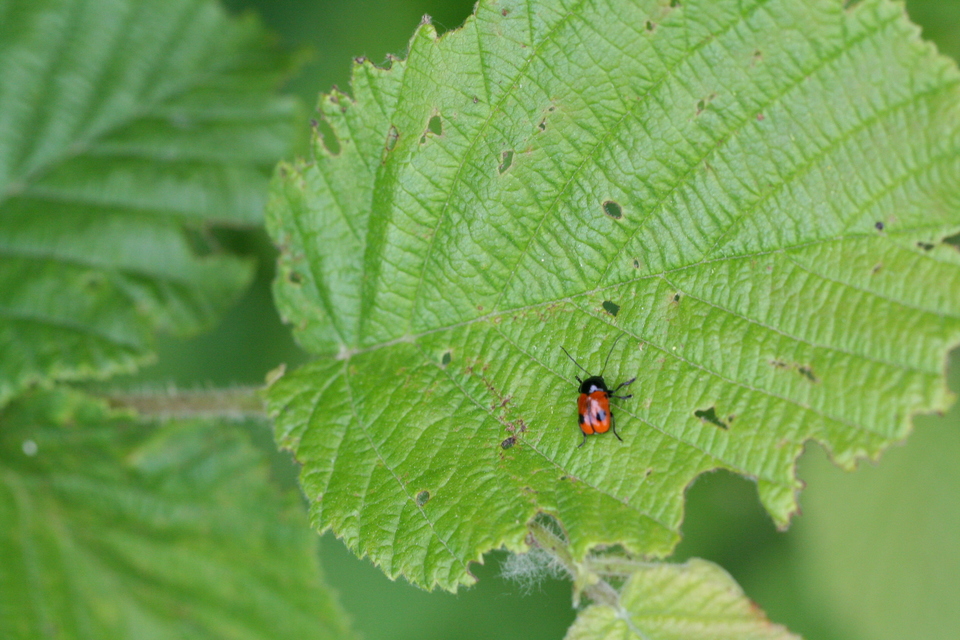 Cryptocephalus bipunctatus - kétpettyes zömökbogár