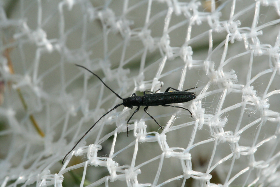 Theophilea subcylindricollis - hengeres szalmacincér
