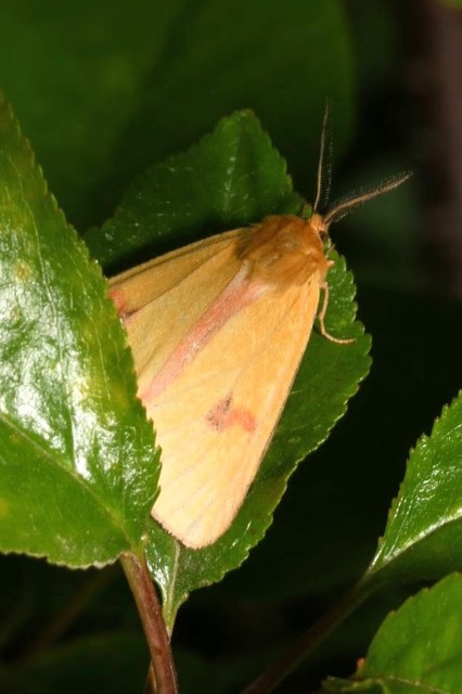 Diacrisia sannio - vörösszélű medvelepke