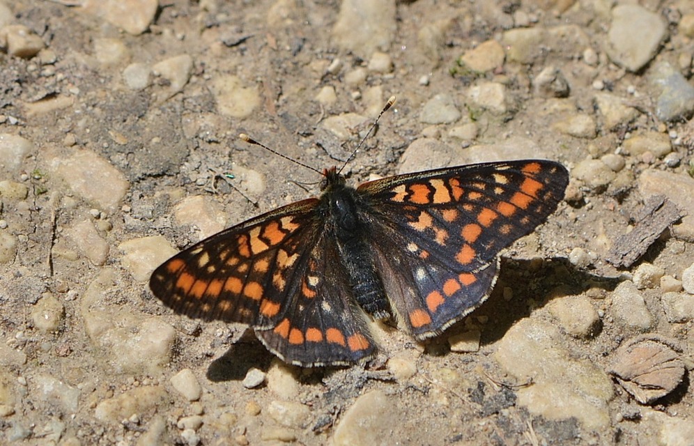 Euphydryas maturna - díszes tarkalepke