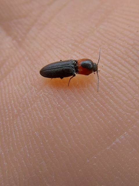 Cardiophorus discicollis - korongfoltos szívespattanó