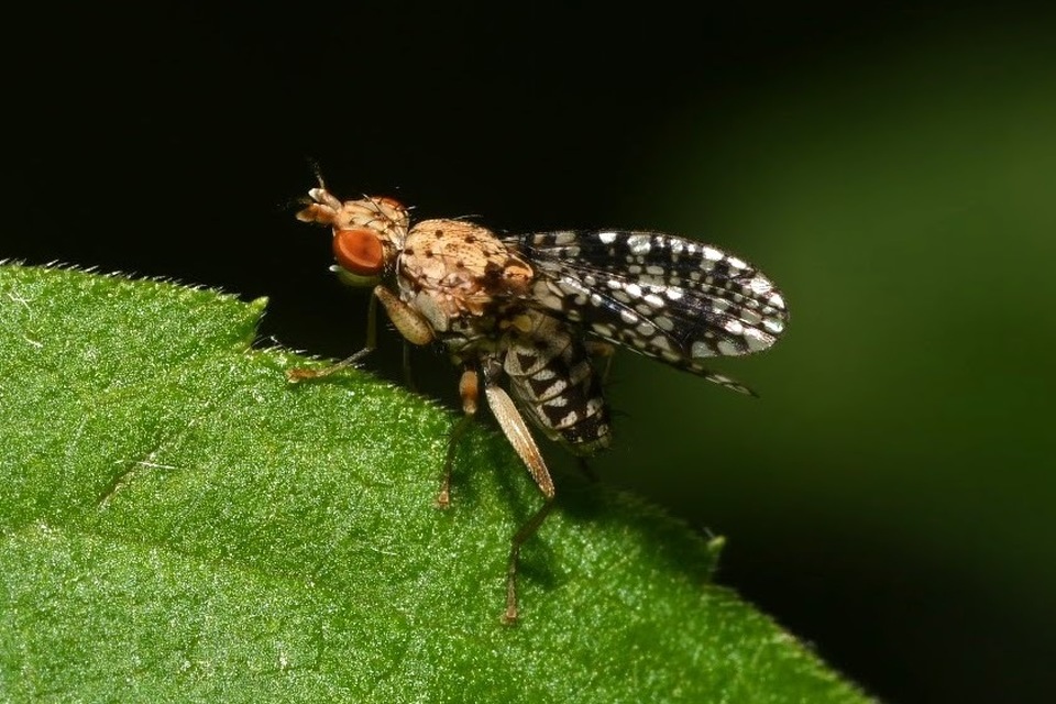 Trypetoptera punctulata - pirosszemű szarvaslégy