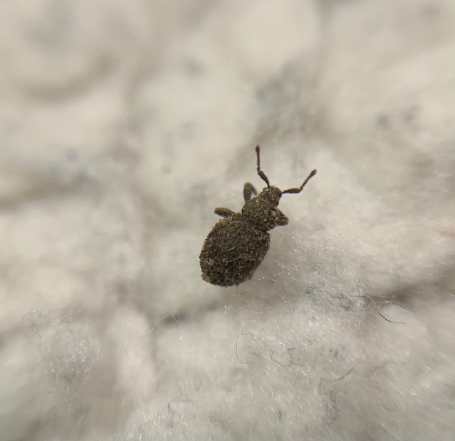 Cathormiocerus aristatus - szálkás éjiormányos