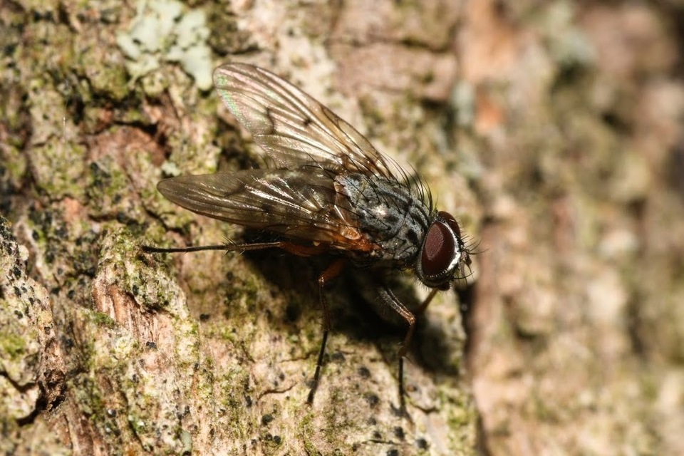 Phaonia tuguriorum