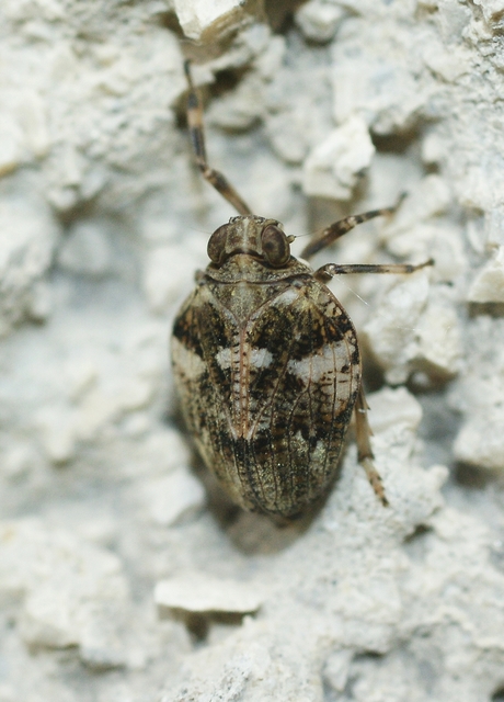 Issus muscaeformis