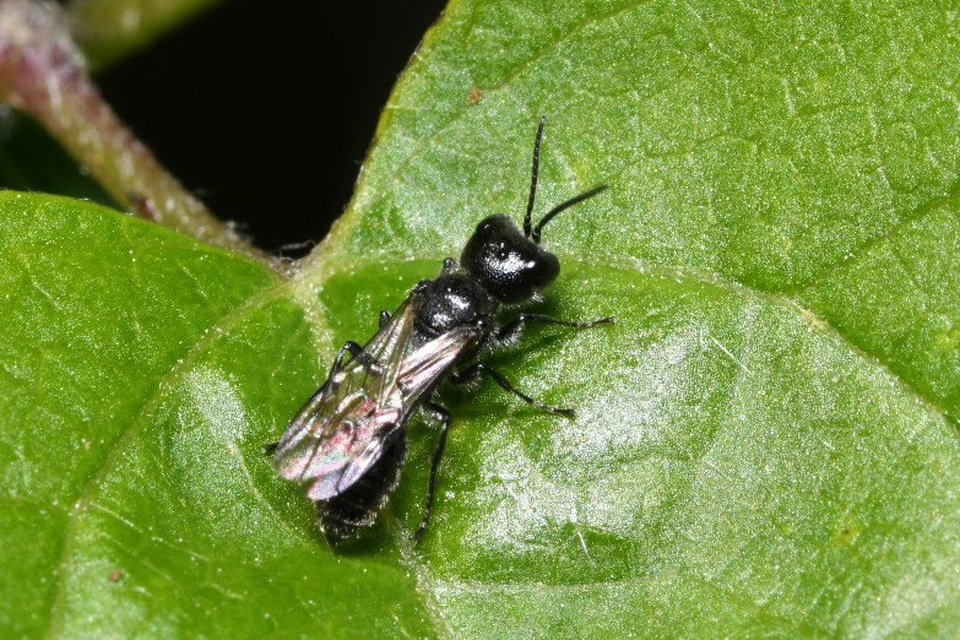 Pemphredonidae