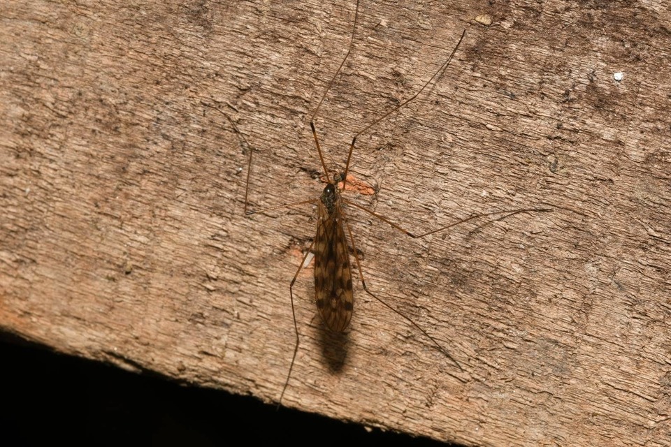 Limonia flavipes
