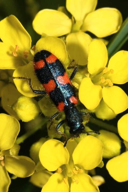 Trichodes favarius - hatfoltos méhészbogár