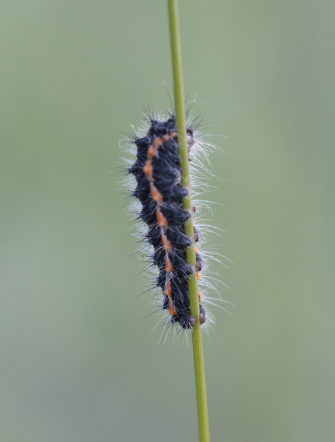 Saturnia pavoniella/pavonia