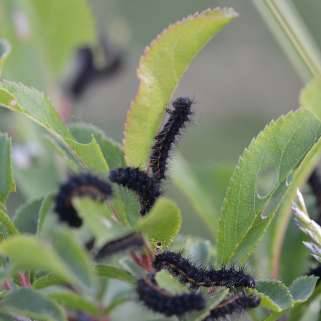 Saturnia pavoniella/pavonia
