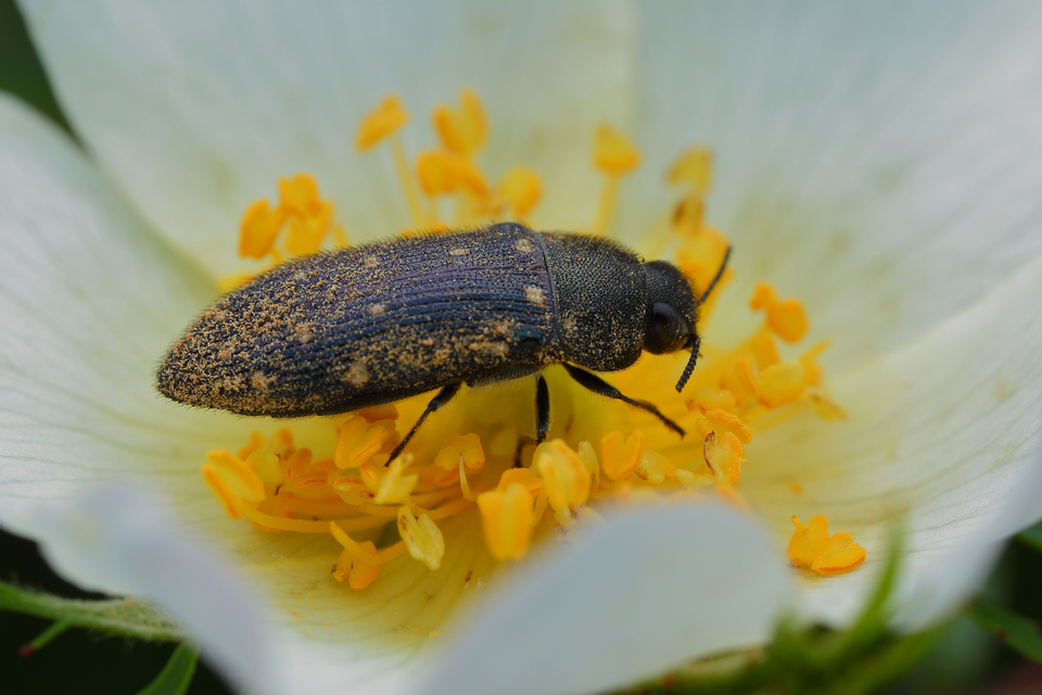 Acmaeodera degener - sárgafoltos zömökdíszbogár