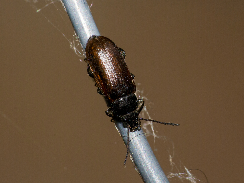 Omophlus Omophlus