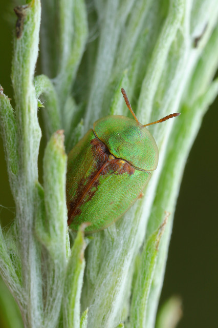 Cassida vibex - szőrös pajzsbogár