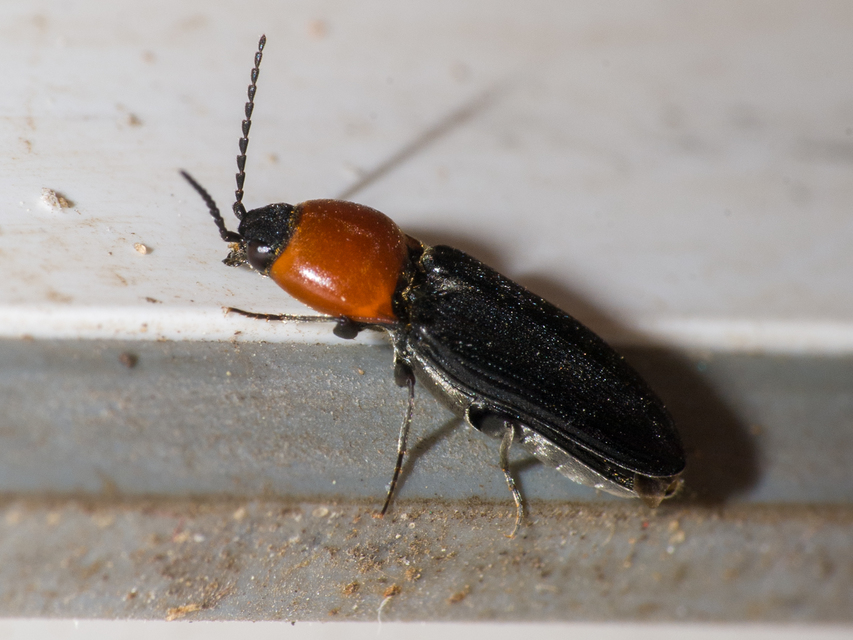 Cardiophorus gramineus - pirosnyakú szívespattanó