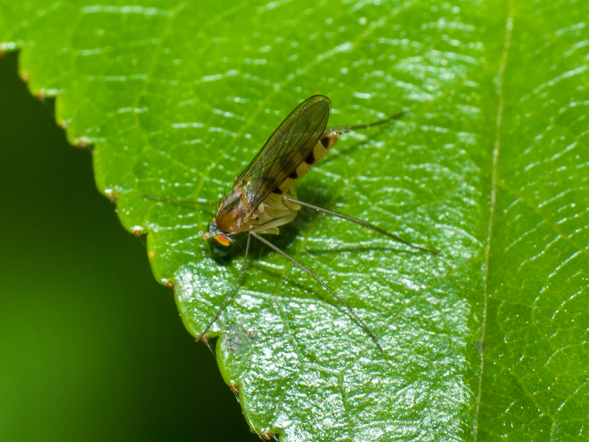 Dolichopodidae - szúnyoglábú legyek