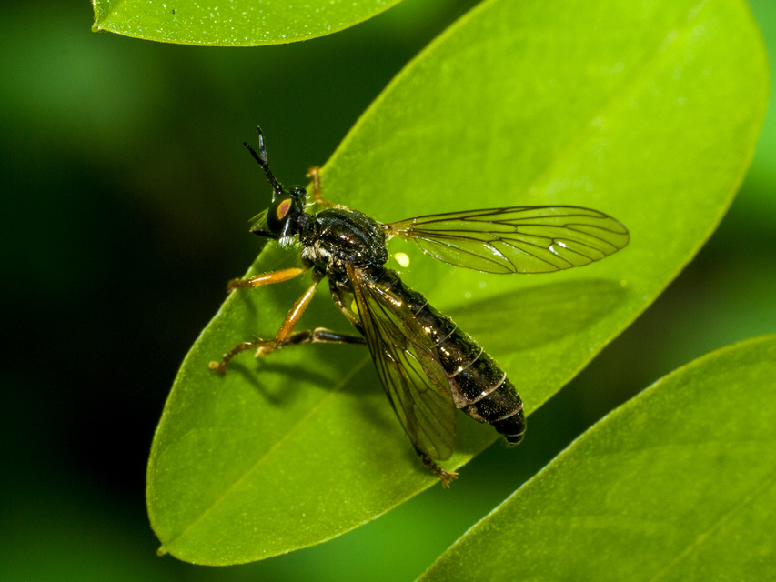 Dioctria