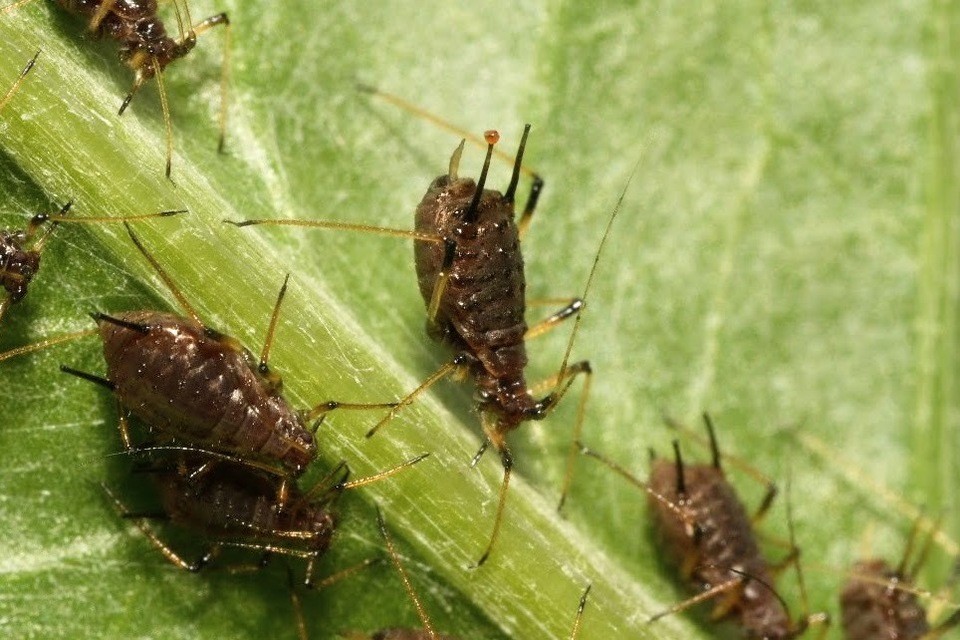 Uroleucon cirsii