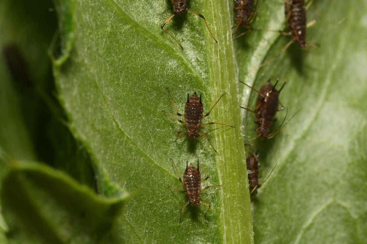 Uroleucon cirsii
