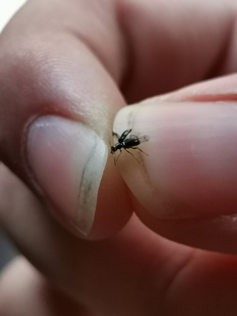 Ebaeus flavicornis - sárgacsápú bibircsesbogár