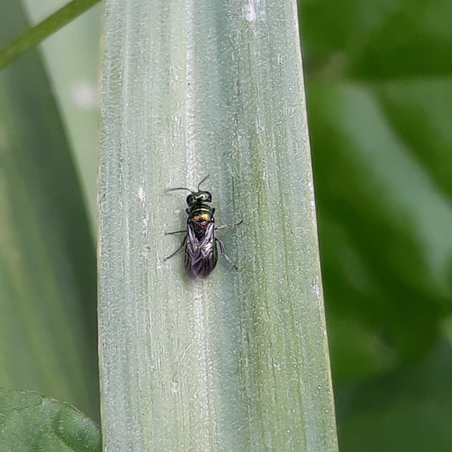 Pseudomalus pusillus