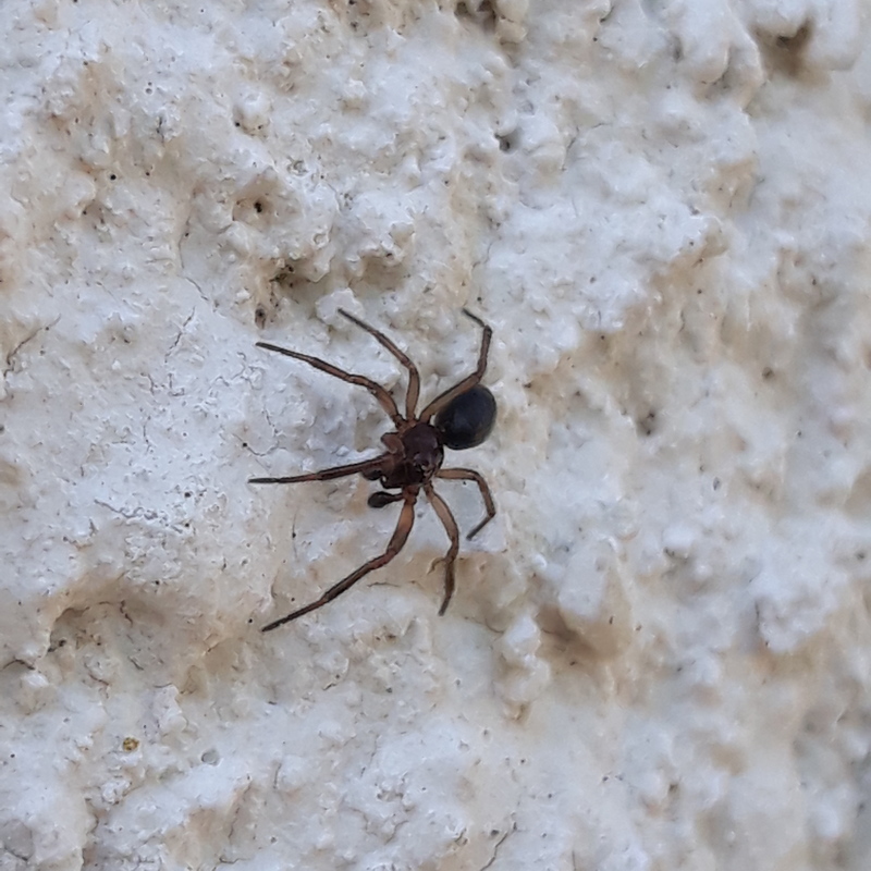 Enoplognatha thoracica